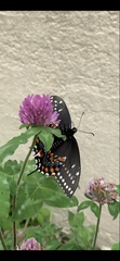 Papilio polyxenes