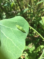 Lepidoptera