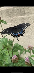 Papilio polyxenes