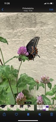 Papilio polyxenes