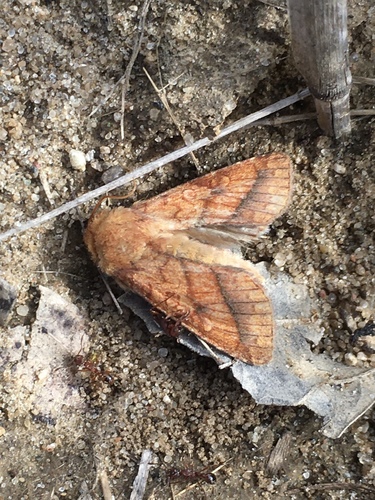 Bordered Sallow photo 4