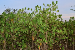 Acalypha cincta
