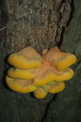 Laetiporus sulphureus