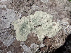 Lecanora sulphurea