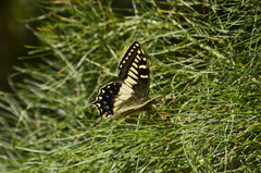 Papilio hospiton