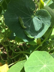 Lepidoptera
