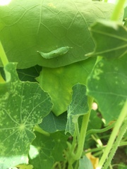 Lepidoptera