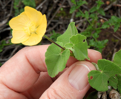 Abutilon sonneratianum