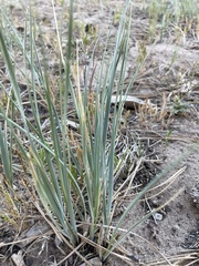 Elymus smithii