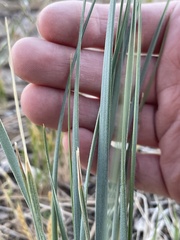 Elymus smithii