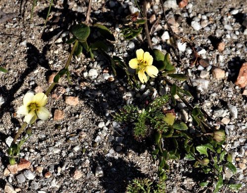 Image of Roepera maritima by no rights reserved