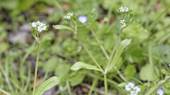 Valerianella
