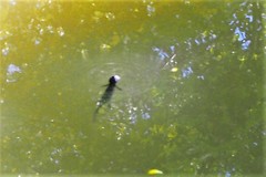 Pleurodelinae