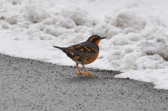 Ixoreus naevius carlottae