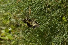 Papilio hospiton