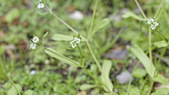 Valerianella