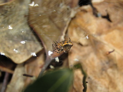 Alpaida gallardoi