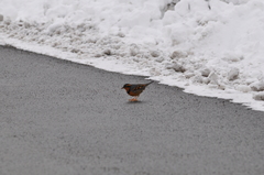 Ixoreus naevius carlottae