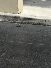 Agama picticauda