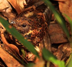 Uropsalis segmentata