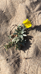 Camissoniopsis cheiranthifolia