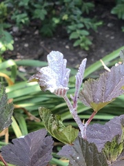 Podosphaera physocarpi