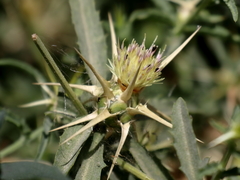 Centaurea iberica