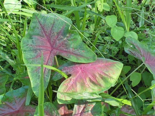Caladium bicolor