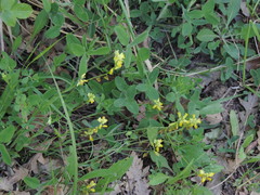 Polygala flavescens