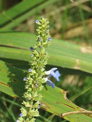 Salvia uliginosa