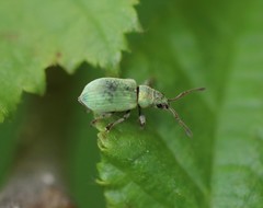 Phyllobius roboretanus