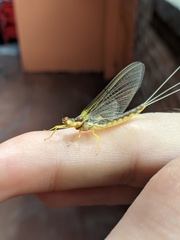 Pentagenia vittigera