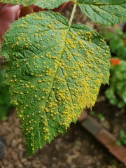 Phragmidium rubi-idaei