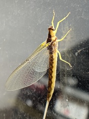 Pentagenia vittigera