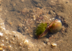 Leptestheria siliqva