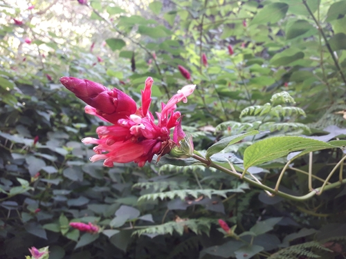 Salvia involucrata