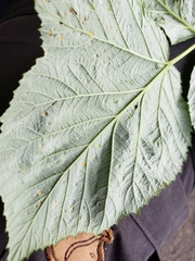 Phragmidium rubi-idaei