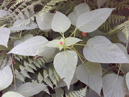 Salvia involucrata