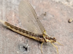 Pentagenia vittigera