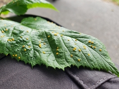 Phragmidium rubi-idaei