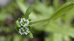 Valerianella