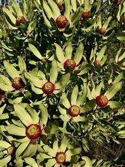 Leucadendron pubibracteolatum