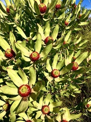 Leucadendron pubibracteolatum