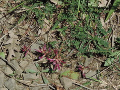 Astragalus monspessulanus monspessulanus