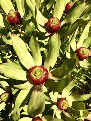 Leucadendron pubibracteolatum