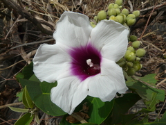 Ipomoea campanulata