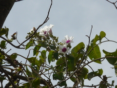 Ipomoea campanulata