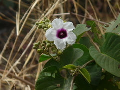 Ipomoea campanulata