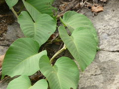 Ipomoea campanulata