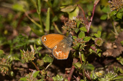 Coenonympha corinna
